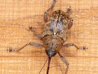 Curculio glandium 2, Kleine eikelboorder, Saxifraga-Luc Hoogenstein