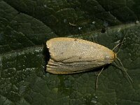 Cybosia mesomella, Four-dotted Footman