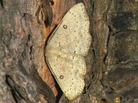 Cyclophora albipunctata, Birch Mocha