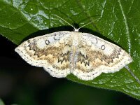 Cyclophora annularia