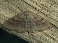 Cyclophora punctaria, Maidens Blush