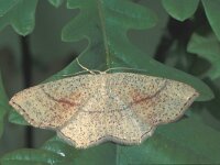 Cyclophora quercimontaria