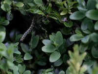 Cydalima perspectalis 27, Buxusmot, Saxifraga-Luc Hoogenstein : buxusmot, rups