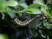 Cydalima perspectalis 29, Buxusmot, Saxifraga-Luc Hoogenstein : buxusmot, rups