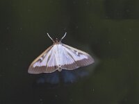 Cydalima perspectalis 3, Buxusmot, Saxifraga-Jan Nijendijk