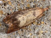 Microvlinder 15 D5035  Microvlinder Hardenberg op 5 augustus 2013 : Naar Naturalis in 2013