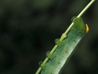 Daphnis nerii 4, Oleanderpijlstaart, Vlinderstichting-Nely Honig