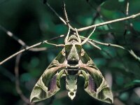 Daphnis nerii 7, Oleanderpijlstaart, Vlinderstichting-Nely Honig