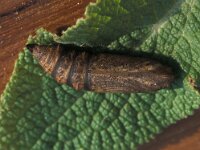 Deilephila porcellus 14, Klein avondrood, Vlinderstichting-Nely Honig