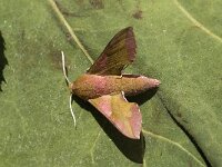 Deilephila porcellus 2, Klein avondrood, Saxifraga-Marijke Verhagen