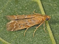 Delplanqueia inscriptella