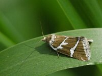 Zilverstreep - Deltote bankiana  Zilverstreep - Deltote bankiana [#Beginning of Shooting Data Section] Nikon D100  Focal Length: 250mm White Balance: Auto Color Mode: Mode III (sRGB) 2006/06/06 17:05:05 Exposure Mode: Aperture Priority AF Mode: Manual Hue Adjustment: 0° JPEG (8-bit) Fine Metering Mode: Multi-Pattern Tone Comp: Normal Sharpening: Normal Image Size:  Large (3008 x 2000) 1/500 sec - f/7.1 Flash Sync Mode: Not Attached Noise Reduction: OFF Exposure Comp.: 0 EV Image Comment:                                      [#End of Shooting Data Section]