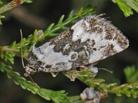 Deltote deceptoria, Pretty Marbled