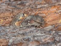 Dendrolimus pini, Pine-tree Lappet