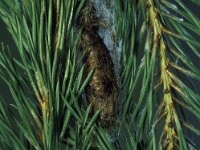 Dendrolimus pini 4, Dennenspinner, Vlinderstichting-Nely Honig