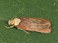 Depressaria depressana