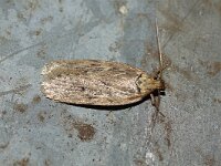 Depressaria radiella