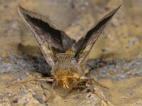 Diachrysia chrysitis 01 #14544 : Diachrysia chrysitis, Koperuil