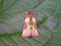 Diachrysia chrysitis 9, Koperuil, Saxifraga-Peter Meininger