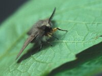 Diaphora mendica 5, Mendicabeer, Vlinderstichting-Nely Honig