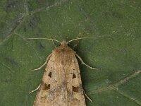 Diarsia mendica, Ingrailed Clay