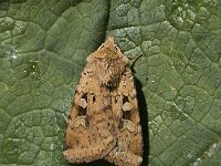 Diarsia mendica 2, Variabele breedvleugeluil, Saxifraga-Marijke Verhagen