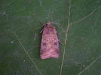 Diarsia rubi, Small Square-spot