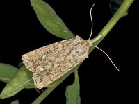 Dichagyris forcipula