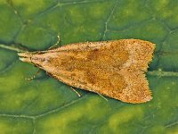 Dichomeris derasella