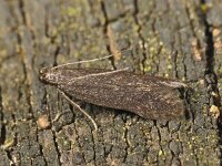 Dichomeris latipennella