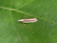 Dichomeris marginella