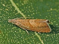 Dichrorampha acuminatana