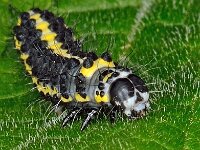 Diloba caeruleocephala 01 D1718  Diloba caeruleocephala, rups, Krakeling Delden Twickel op 20 mei 2013 : Naar Naturalis in 2013