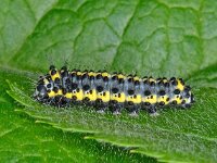 Diloba caeruleocephala 01 D1703  Diloba caeruleocephala, rups, Krakeling Delden Twickel op 20 mei 2013 : Naar Naturalis in 2013