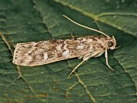 Dioryctria schuetzeella