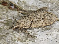 Diurnea fagella 05 #42236 : Diurnea fagella