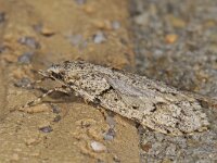 Diurnea fagella 8, Voorjaarskortvleugelmot, Saxifraga-Ab H Baas