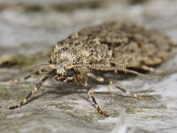 Diurnea fagella 05 #42237 : Diurnea fagella