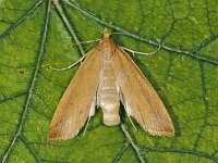 Donacaula forficella