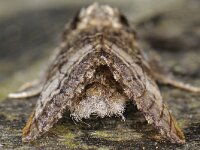 Drymonia ruficornis, Lunar Marbled Brown