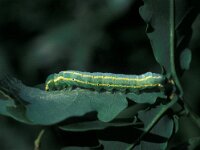 Drymonia ruficornis 5, Maantandvlinder, Vlinderstichting-Nely Honig