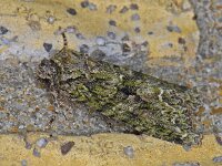 Dryobotodes eremita, Brindled Green