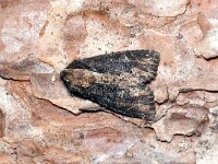 Dypterygia scabriuscula