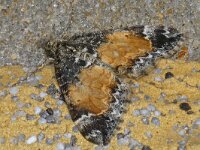 Dysstroma truncata #14279 : Dysstroma truncata, Schimmelspanner, Marbled carpet