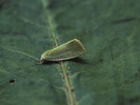 Earias clorana, Cream-bordered Green Pea