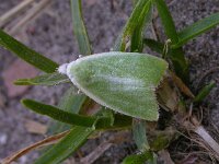 Earias clorana 2, Kleine groenuil, Saxifraga-Peter Meininger