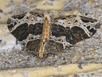 Ecliptopera silaceata, Small Phoenix