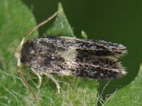 Ectoedemia albifasciella