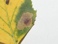 Ectoedemia occultella