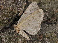 Ectropis crepuscularia, Small Engrailed